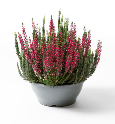 Calluna Mintberry i skål Calluna Mintberry i skål